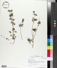 Geranium dissectum image
