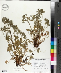 Geranium dissectum image