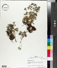 Geranium dissectum image