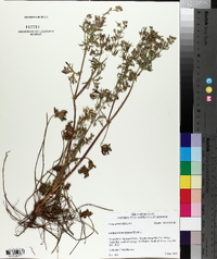 Geranium dissectum image