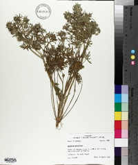 Geranium dissectum image