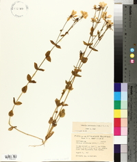 Sabatia lanceolata image
