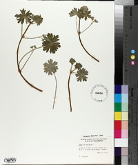 Geranium molle image