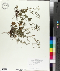 Geranium molle image