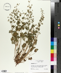 Geranium molle image