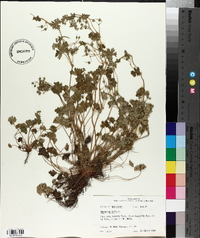 Geranium molle image