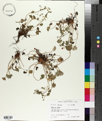 Geranium molle image