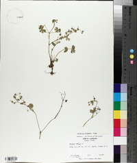 Geranium molle image