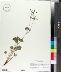 Geranium molle image