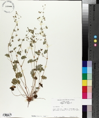 Geranium molle image