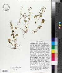 Geranium molle image