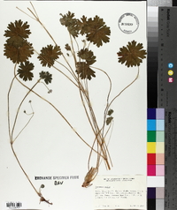 Geranium molle image