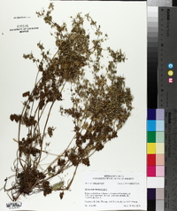Geranium molle image