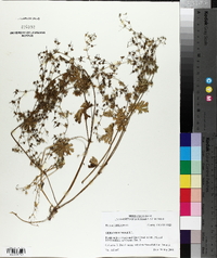 Geranium molle image
