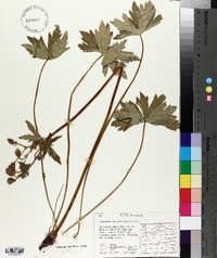 Geranium viscosissimum image