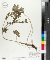Geranium viscosissimum var. viscosissimum image