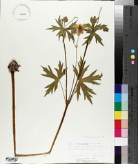 Geranium viscosissimum image
