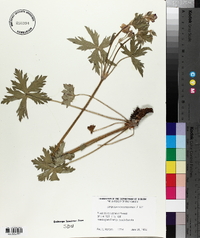 Geranium viscosissimum image