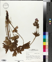Geranium viscosissimum image