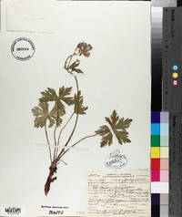 Geranium viscosissimum image