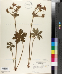 Geranium viscosissimum image