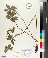 Geranium viscosissimum image