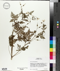Geranium robertianum image