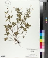 Geranium robertianum image