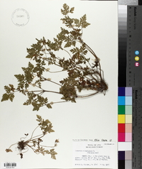 Geranium robertianum image