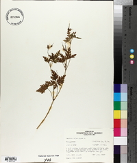 Geranium robertianum image