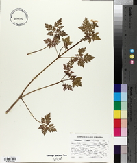 Geranium robertianum image