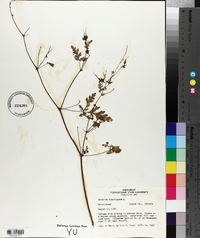 Geranium robertianum image