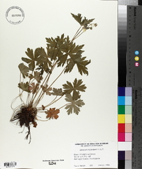 Geranium richardsonii image