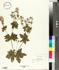 Geranium sylvaticum image