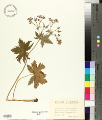 Geranium sylvaticum image
