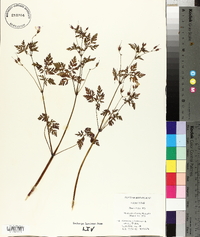 Geranium robertianum image