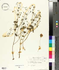 Geranium pyrenaicum image