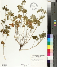 Geranium retrorsum image