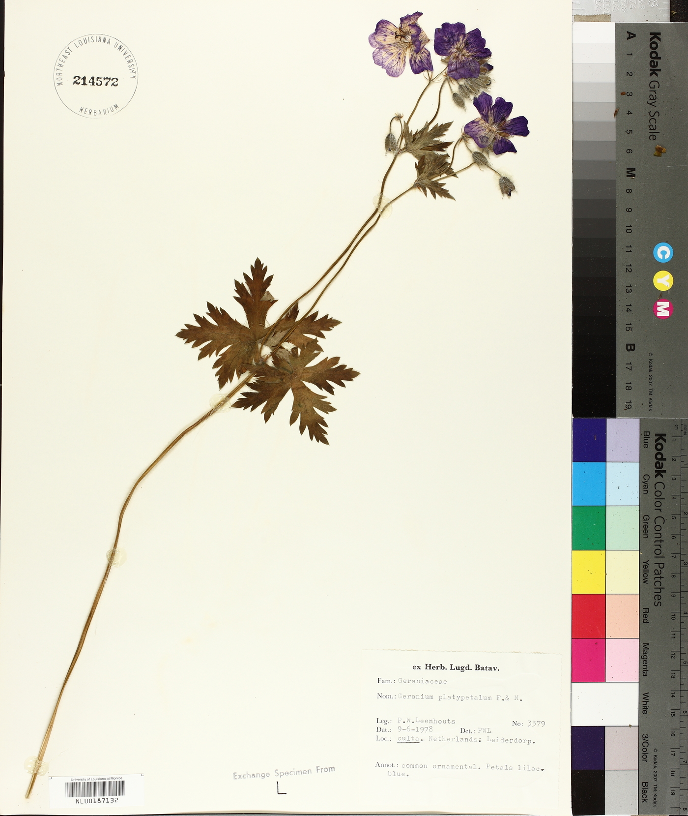 Geranium platypetalum image