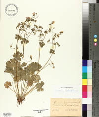 Geranium pyrenaicum image