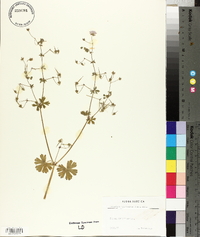 Geranium pyrenaicum image
