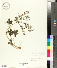 Geranium pyrenaicum image