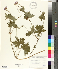 Geranium palustre image