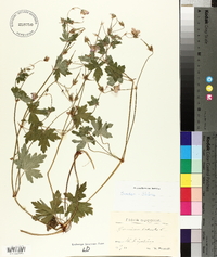 Geranium palustre image