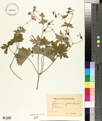 Geranium palustre image