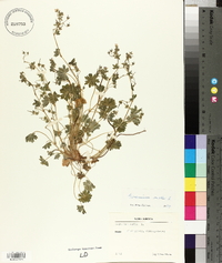 Geranium molle image