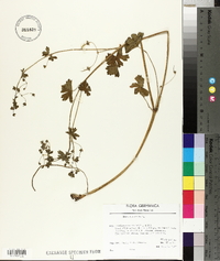 Geranium molle image