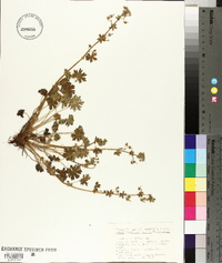 Geranium molle image