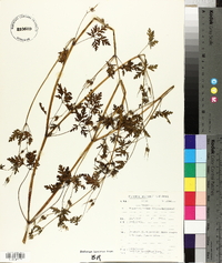 Geranium pyrenaicum image