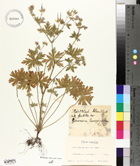 Media resource of Geranium lanuginosum